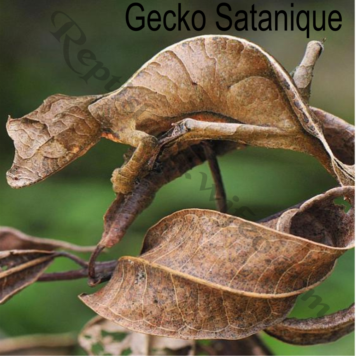 Gecko-satanique-2.jpg